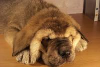 ТОП-3 породы собак, которые больше всего на свете любят спать
