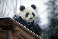 Радоваться первому снегу, как панда: видео со смешной реакцией животных на снег