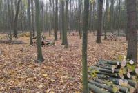 На Вінниччині у державному дослідному лісогосподарстві виявили масштабну вирубку дерев