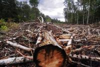 На Вінниччині в ботанічному заказнику вирубали дерев на 1 млн грн