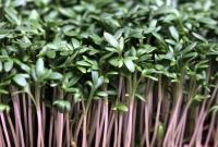 Мини-огород в квартире: как выращивать микрозелень