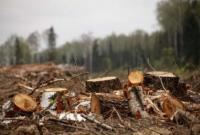На Київщини незаконно вирубали лісу на 87 млн грн
