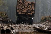 На Закарпатті судитимуть лісових охоронців за незаконні рубки лісу