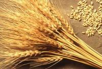 Стало відомо, чому падає ціна на українську пшеницю