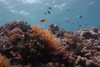 Большой барьерный риф потерял более половины кораллов из-за смены климата - ученые
