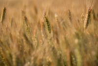 Украинские аграрии намолотили уже 45,7 млн тонн зерна