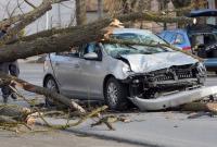 Можно ли получить компенсацию, если дерево упало на машину?