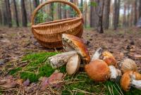 Осенняя закуска в грибной сезон: драники с грибами