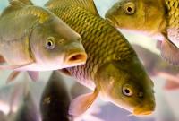 З 1 листопада 2020 року в Україні заборонять ловити зимуючу рибу