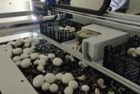 У США українці розробили роботів-грибозбирачів