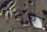 Ученые сообщили о гибели 95% морских организмов в пострадавшей бухте на Камчатке
