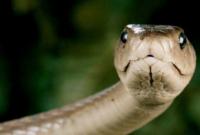 Через пандемію коронавірусу закрилася перша в Україні зміїна ферма
