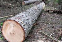 В Винницкой области будут судить работников лесничества за незаконную порубку деревьев на более 1 млн грн