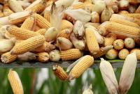 Мінекономіки знову знизило прогноз врожаю зернових в Україні