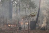 Франция предложила помощь Австралии в тушении лесных пожаров