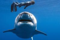 В Австралии акула убила президента дайвинг-клуба