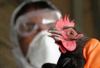 Больную гриппом птицу умертвили