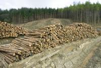 В Киевской области незаконно вырубали лес на 1,6 млн гривен