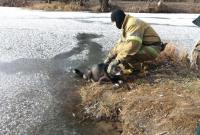 В Полтавской области вытащили из-под льда собаку