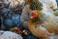 ЕС запретил ввоз курятины из Украины
