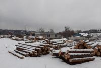 Чиновники лесхоза Житомирщины разворовали государственной древесины на 3 млн грн