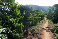 В бразильских джунглях - сильнейшая засуха за почти век