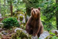 Где в Украине посмотреть на жизнь медведей