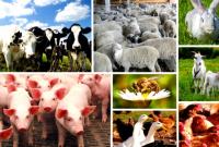 В Україні прогнозується зростання виробництва продукції тваринництва