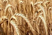 Ціни на пшеницю знову зросли