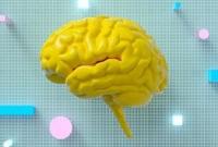 Нервные клетки восстанавливаются: нейробика, почему она полезна для мозга