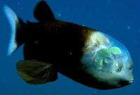 В Тихом океане обнаружили рыбу со светящимися глазами