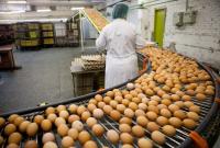 В Украине существенно упало производство яиц