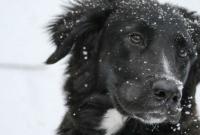 У Дніпровському районі Києва дитина рятувала собаку, і тварина їй віддячила