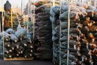 В Киеве на следующей неделе начнут собирать елки на переработку: карта пунктов