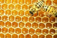 На Житомирщині виведено бджіл, котрі не жалять людей