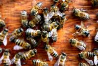 На Рівненщині загинули сотні бджолиних сімей