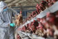 Китайские ученые предупреждают, что птичий грипп может вызвать еще одну пандемию