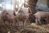 Україна заборонила ввезення свиней з ЄС