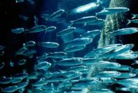 В Азовському морі зникає риба