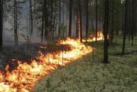 На Житомирщині відновлюють ліс після масштабних торішніх пожеж