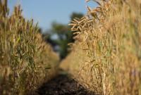 Минэкономики прогнозирует рекордный урожай зерновых