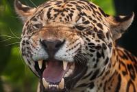 У Бразилії ягуар напав на чоловіка і видер йому кігтем око