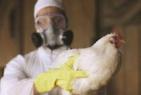 У Данії повідомили про спалах пташиного грипу на фермі