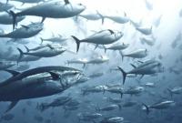 Ученые заявляют, что популяция тунца начинает восстанавливаться