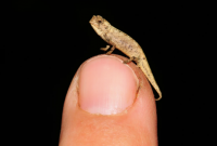 Ученые обнаружили «нанохамелеона» - самую маленькую из известных рептилий в мире