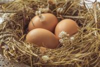 В Україні спостерігається падіння виробництва яєць