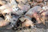 На Миколаївщині на сміттєзвалищі виявлено трупи свиней, уражених АЧС