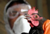 Новый тип птичьего гриппа: в России заразился первый в мире человек