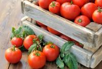 Україна встановила рекорд з імпорту тепличних помідорів