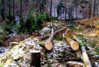 На Закарпатті Держекоінспекція прикриває незаконну вирубку лісу